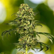 Dolce Vita cannabis plants in bloom, grown from Feminized seeds – ideal for home cultivation from Dutch Passion