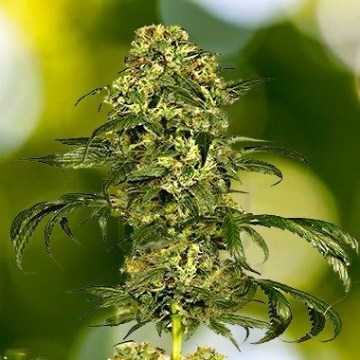 Dolce Vita cannabis plants in bloom, grown from Feminised seeds – ideal for home cultivation from Dutch Passion