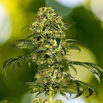 Dolce Vita cannabis plants in bloom, grown from Feminized seeds – ideal for home cultivation from Dutch Passion