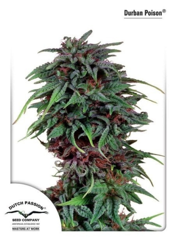 Durban Poison cannabis plants in bloom, grown from Feminised seeds – ideal for home cultivation from Dutch Passion