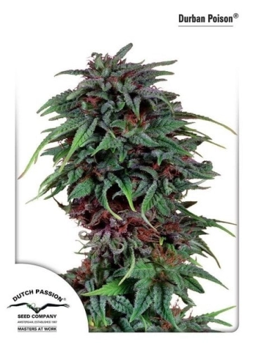 Durban Poison cannabis plants in bloom, grown from Feminized seeds – ideal for home cultivation from Dutch Passion