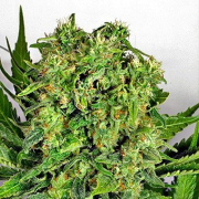 Dutch Cheese cannabis plants in bloom, grown from Feminised seeds – ideal for home cultivation from Dutch Passion