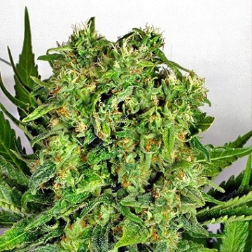 Dutch Cheese cannabis plants in bloom, grown from Feminized seeds – ideal for home cultivation from Dutch Passion