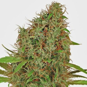 Dutch Haze cannabis plants in bloom, grown from Feminised seeds – ideal for home cultivation from Dutch Passion