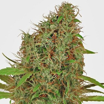 Dutch Haze cannabis plants in bloom, grown from Feminised seeds – ideal for home cultivation from Dutch Passion