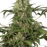 Green Spirit cannabis plants in bloom, grown from Feminised seeds – ideal for home cultivation from Dutch Passion