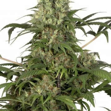 Green Spirit cannabis plants in bloom, grown from Feminised seeds – ideal for home cultivation from Dutch Passion