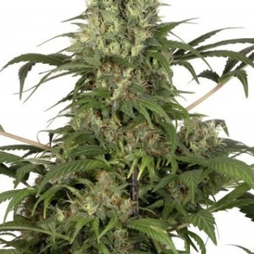 Green Spirit cannabis plants in bloom, grown from Feminized seeds – ideal for home cultivation from Dutch Passion