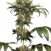 Isis cannabis plants in bloom, grown from Feminised seeds – ideal for home cultivation from Dutch Passion