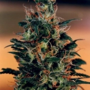 Khola cannabis plants in bloom, grown from Feminized seeds – ideal for home cultivation from Dutch Passion