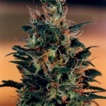 Khola cannabis plants in bloom, grown from Feminized seeds – ideal for home cultivation from Dutch Passion