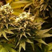 Masterkush cannabis plants in bloom, grown from Feminized seeds – ideal for home cultivation from Dutch Passion