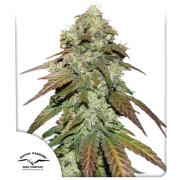 Mazar cannabis plants in bloom, grown from Feminised seeds – ideal for home cultivation from Dutch Passion