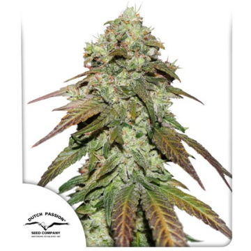 Mazar cannabis plants in bloom, grown from Feminised seeds – ideal for home cultivation from Dutch Passion