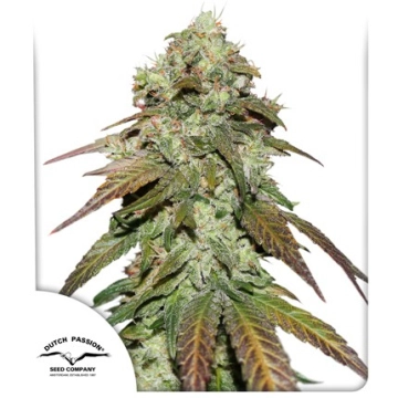 Mazar cannabis plants in bloom, grown from Feminized seeds – ideal for home cultivation from Dutch Passion