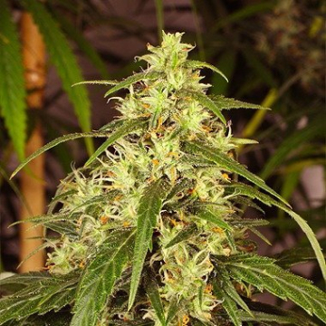 Mekong High cannabis plants in bloom, grown from Feminised seeds – ideal for home cultivation from Dutch Passion