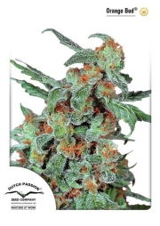 Orange Bud cannabis plants in bloom, grown from Feminized seeds – ideal for home cultivation from Dutch Passion
