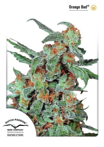 Orange Bud cannabis plants in bloom, grown from Feminized seeds – ideal for home cultivation from Dutch Passion