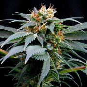 Ortega Indica cannabis plants in bloom, grown from Feminised seeds – ideal for home cultivation from Dutch Passion