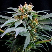 Ortega Indica cannabis plants in bloom, grown from Feminized seeds – ideal for home cultivation from Dutch Passion