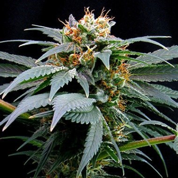 Ortega Indica cannabis plants in bloom, grown from Feminised seeds – ideal for home cultivation from Dutch Passion