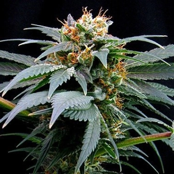 Ortega Indica cannabis plants in bloom, grown from Feminized seeds – ideal for home cultivation from Dutch Passion