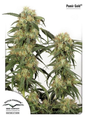 Pamir Gold cannabis plants in bloom, grown from Feminised seeds – ideal for home cultivation from Dutch Passion