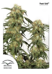 Pamir Gold cannabis plants in bloom, grown from Feminized seeds – ideal for home cultivation from Dutch Passion
