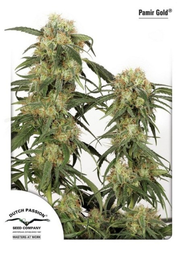 Pamir Gold cannabis plants in bloom, grown from Feminised seeds – ideal for home cultivation from Dutch Passion