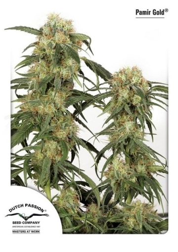Pamir Gold cannabis plants in bloom, grown from Feminized seeds – ideal for home cultivation from Dutch Passion