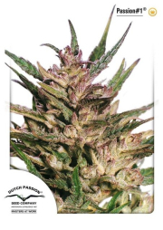 Passion #1 cannabis plants in bloom, grown from Feminised seeds – ideal for home cultivation from Dutch Passion