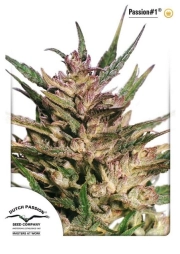 Passion #1 cannabis plants in bloom, grown from Feminized seeds – ideal for home cultivation from Dutch Passion
