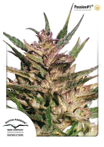 Passion #1 cannabis plants in bloom, grown from Feminised seeds – ideal for home cultivation from Dutch Passion