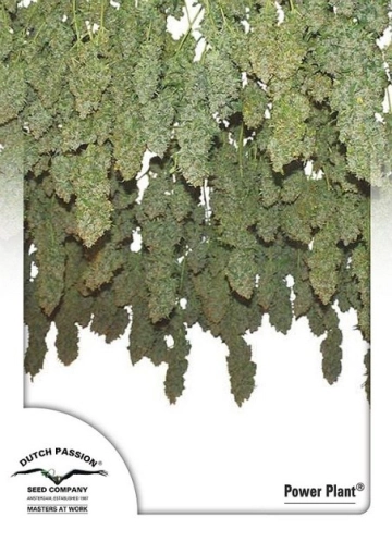 Power Plant cannabis plants in bloom, grown from Feminized seeds – ideal for home cultivation from Dutch Passion