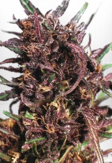 Purple #1 cannabis plants in bloom, grown from Feminized seeds – ideal for home cultivation from Dutch Passion