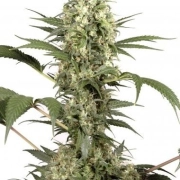 Sacra Frasca cannabis plants in bloom, grown from Feminized seeds – ideal for home cultivation from Dutch Passion