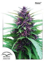 Shaman cannabis plants in bloom, grown from Feminised seeds – ideal for home cultivation from Dutch Passion