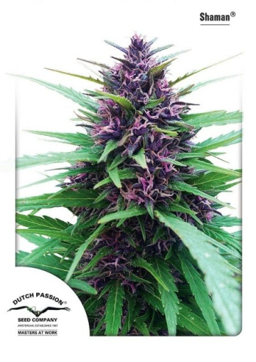 Shaman cannabis plants in bloom, grown from Feminised seeds – ideal for home cultivation from Dutch Passion