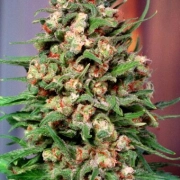 Skunk #1 cannabis plants in bloom, grown from Feminized seeds – ideal for home cultivation from Dutch Passion