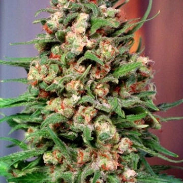 Skunk #1 cannabis plants in bloom, grown from Feminized seeds – ideal for home cultivation from Dutch Passion