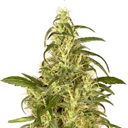 Skunk #II cannabis plants in bloom, grown from Feminized seeds – ideal for home cultivation from Dutch Passion
