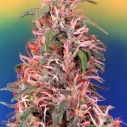 Skunk Passion cannabis plants in bloom, grown from Feminized seeds – ideal for home cultivation from Dutch Passion
