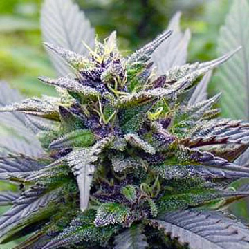 Skywalker cannabis plants in bloom, grown from Feminised seeds – ideal for home cultivation from Dutch Passion