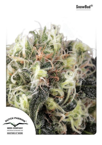 Snow Bud cannabis plants in bloom, grown from Feminised seeds – ideal for home cultivation from Dutch Passion