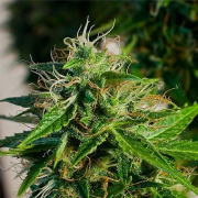 Snow Storm #2 cannabis plants in bloom, grown from Automatic seeds – ideal for home cultivation from Dutch Passion