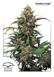 Strawberry Cough cannabis plants in bloom, grown from Feminised seeds – ideal for home cultivation from Dutch Passion