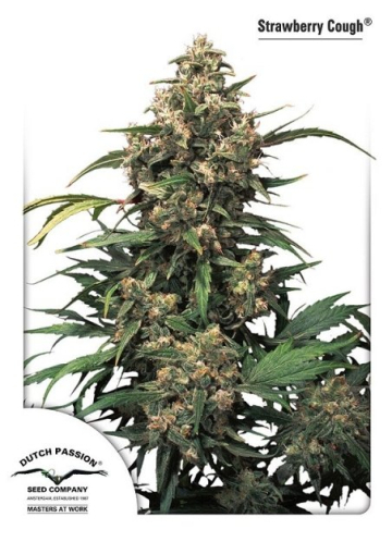 Strawberry Cough cannabis plants in bloom, grown from Feminised seeds – ideal for home cultivation from Dutch Passion