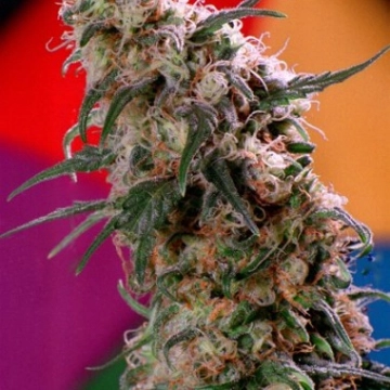 Super Haze cannabis plants in bloom, grown from Feminized seeds – ideal for home cultivation from Dutch Passion