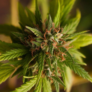 Trance cannabis plants in bloom, grown from Feminised seeds – ideal for home cultivation from Dutch Passion