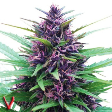 Twilight cannabis plants in bloom, grown from Feminised seeds – ideal for home cultivation from Dutch Passion